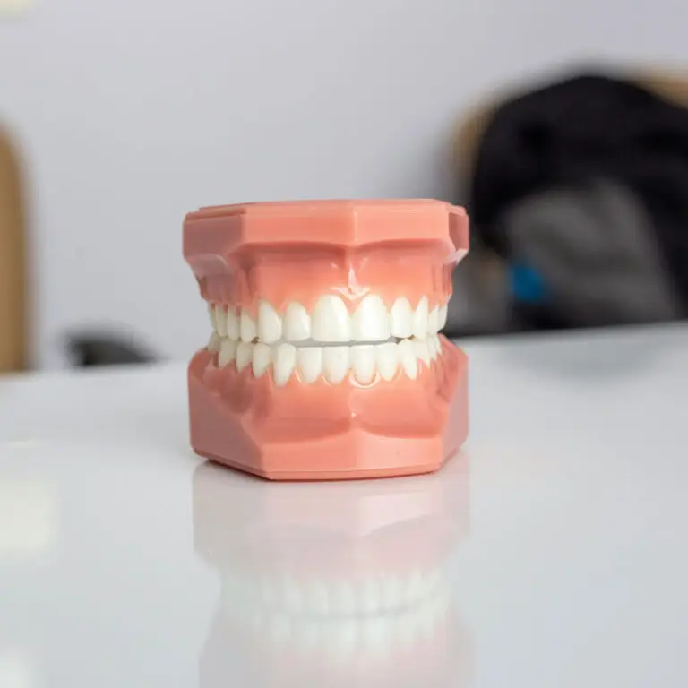 Tandmodel met schone tanden