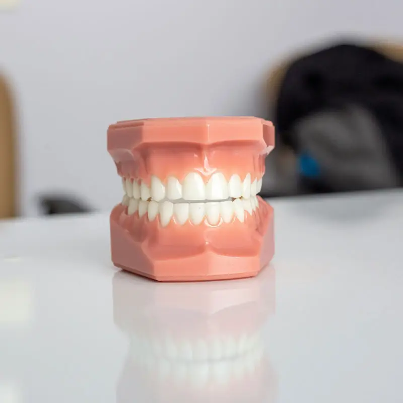 Gebitsprotheses Tandmodel met schone tanden
